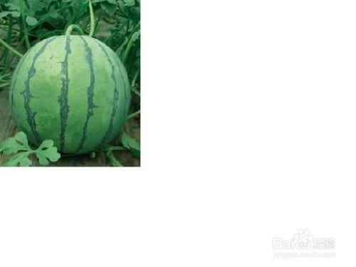 庄河最吃瓜事件,揭秘背后惊人真相