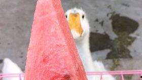 会吃的瓜娃子,揭秘美食界的趣味故事与独特食趣