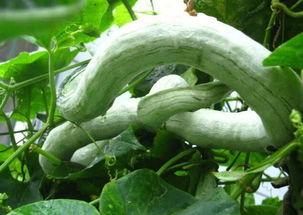 婆婆吃蛇瓜,探寻蛇瓜的独特风味