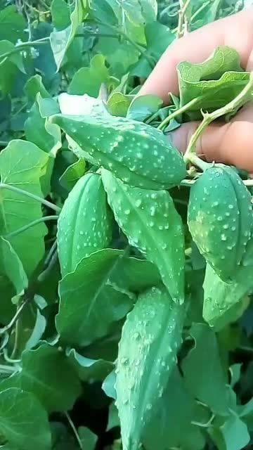 瓜瓢幼苗怎么吃