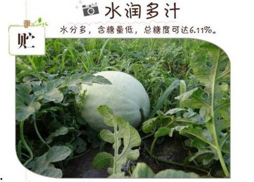 肝病吃三白瓜,天然食疗新选择