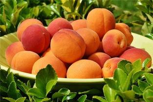 梦见吃瓜桃,揭秘吃瓜桃的神秘寓意