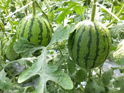 网上吃瓜资源,揭秘娱乐圈幕后故事