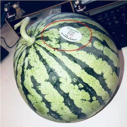 临夏网红吃瓜,揭秘当地美食背后的故事