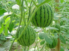 王者怀孕吃瓜后续,揭秘孕期电竞选手的甜蜜与挑战