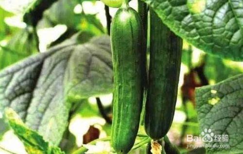 黄瓜吃瓜直播,揭秘网红美食背后的故事