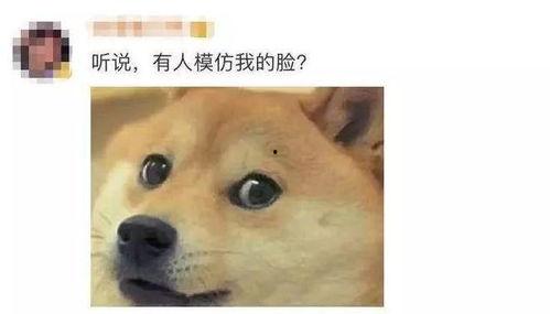 旺柴吃瓜,揭秘娱乐圈背后的那些事儿