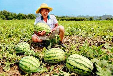 蹲街角吃瓜,揭秘蹲街角吃瓜的趣味时光