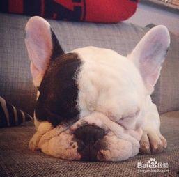 斗牛可以吃瓜嘛,探寻牛群饮食中的禁忌与可能