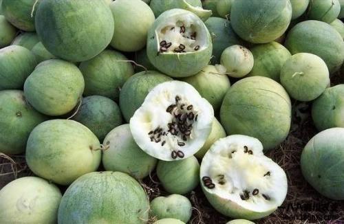 吃瓜群众与吃瓜的由来,网络时代的流行语演变解析