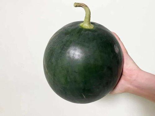 吃最大的瓜,揭秘史上最大瓜的诞生之谜