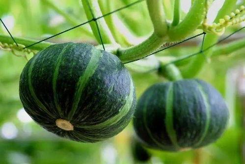 极品少箩皇吃瓜,吃瓜群众眼中的宫廷风云