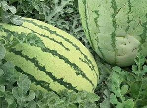 吃瓜群众免费吃瓜微信运城,吃瓜群众狂欢盛宴