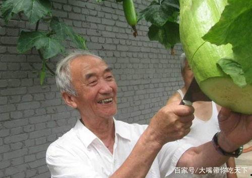 吃瓜奇尊,瓜界传奇的诞生与辉煌