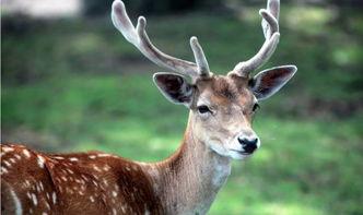 梅花鹿吃瓜,探寻它们对瓜果的偏爱