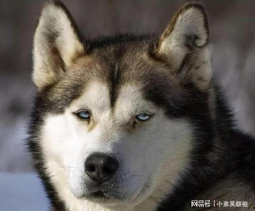 狗吃瓜表情包什么意思,揭秘网络热梗背后的趣味与内涵