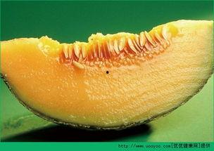 哈密瓜什么时段吃,哈密瓜的最佳食用时段揭秘