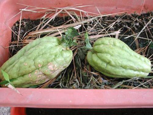 捧瓜的种子可以吃吗,揭秘能否食用的秘密