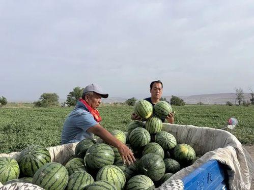 缅甸干仗大妈吃瓜,一场别开生面的“吃瓜”盛宴
