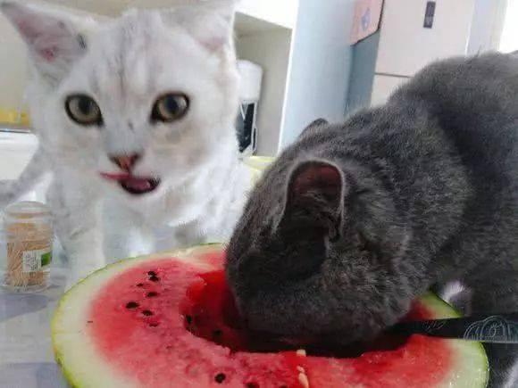 猫 吵架 吃瓜,一场宠物界的“宫斗”大戏