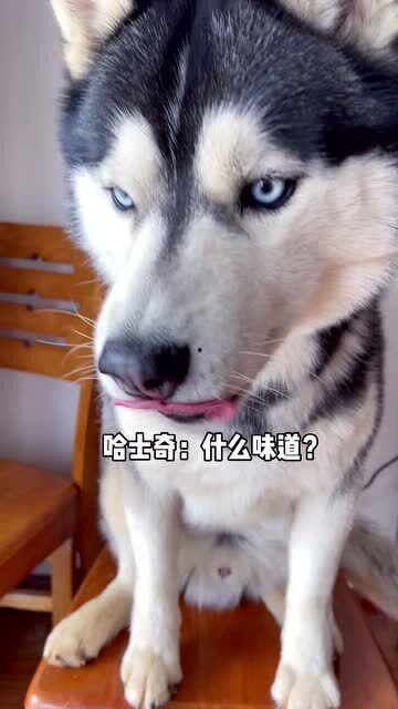 哈士奇金毛吃瓜,哈士奇与金毛的欢乐吃瓜时光