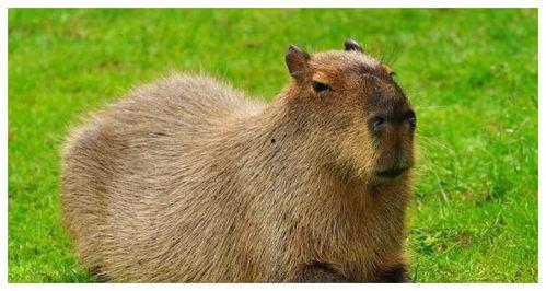 水豚吃瓜速度测试