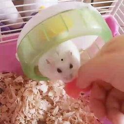 吃瓜小懒虫,揭秘娱乐圈幕后故事