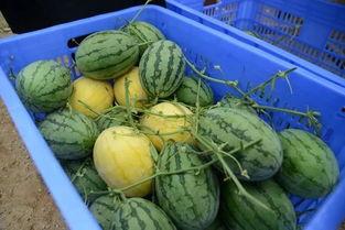 清净吃瓜群,揭秘网络社交的清新一角