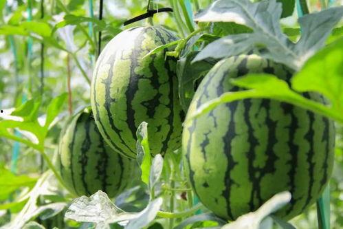 吃瓜群众被摔西瓜,现场惊险瞬间引关注