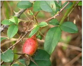 樱校吃瓜地点,揭秘校园吃瓜圣地