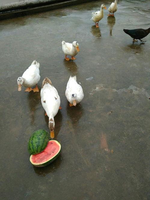 吃瓜的鸭子头像,吃瓜鸭头的趣味日常