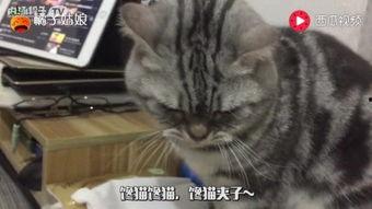 猫吃小瓜好吗,小瓜对猫咪的影响与适宜性