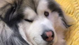 柯基吃玉瓜,玉瓜奇遇记