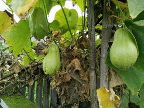 吃瓜的小耳朵,揭秘娱乐圈那些事儿