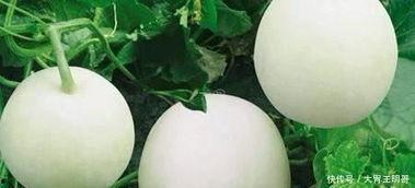 甜瓜吃瓜吃不胖,吃瓜也能吃不胖的神奇秘诀