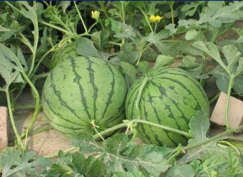 山西文水吃瓜事件,一场引发社会关注的误会风波